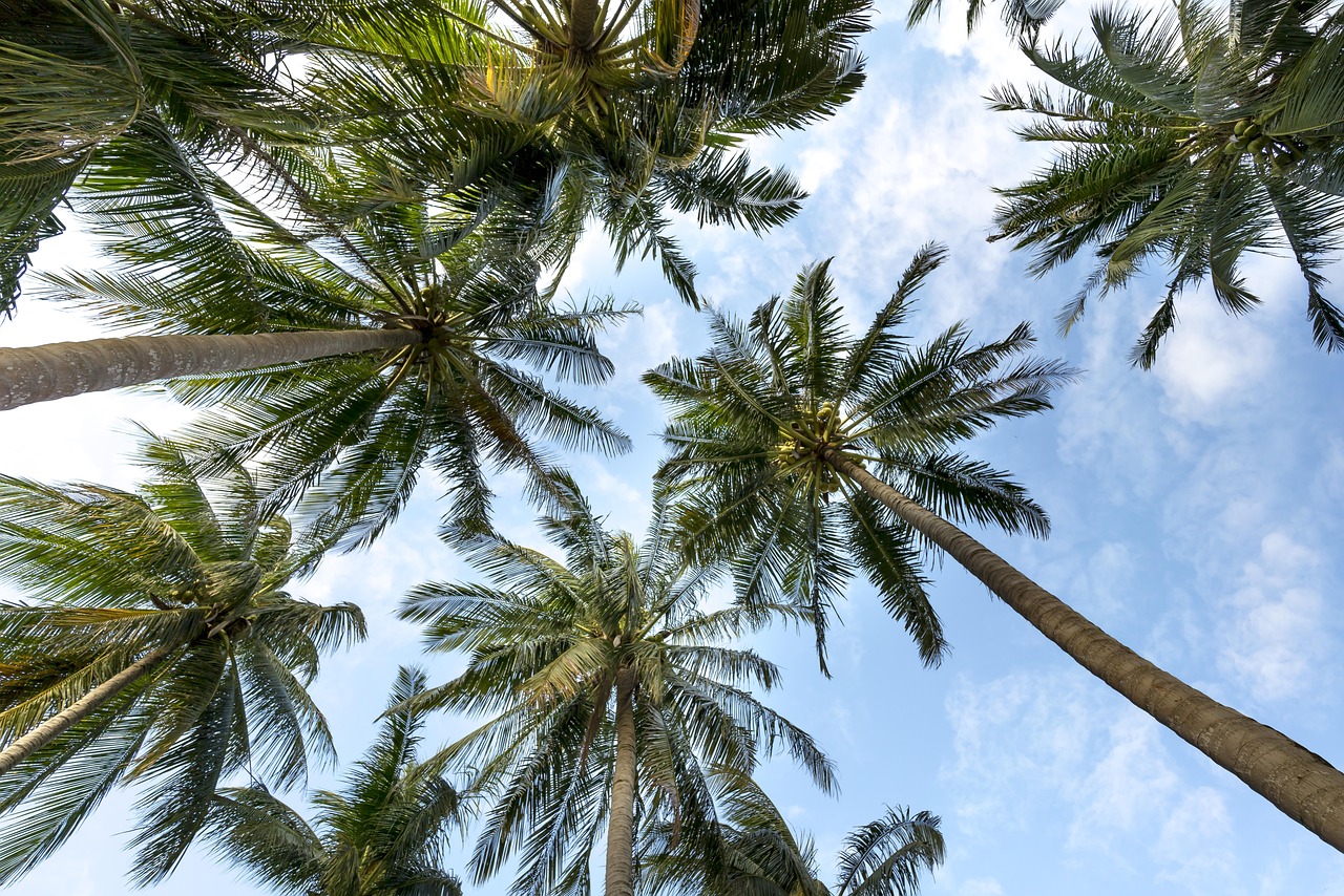 palm trees, coconut trees, 4k wallpaper, 4k wallpaper 1920x1080, mac wallpaper, tropical, desktop backgrounds, free background, beautiful wallpaper, windows wallpaper, background, wallpaper 4k, free wallpaper, summer, wallpaper hd, nature, full hd wallpaper, cool backgrounds, hd wallpaper, paradise, laptop wallpaper, outdoors