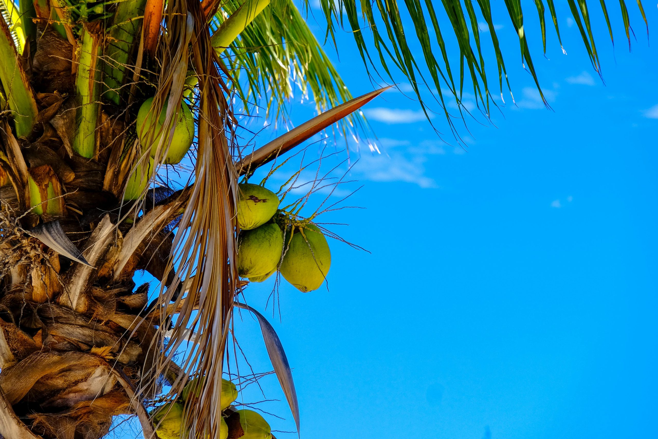 Close-up of a coconut tree with vivid green coconuts against a clear blue sky in a tropical setting.